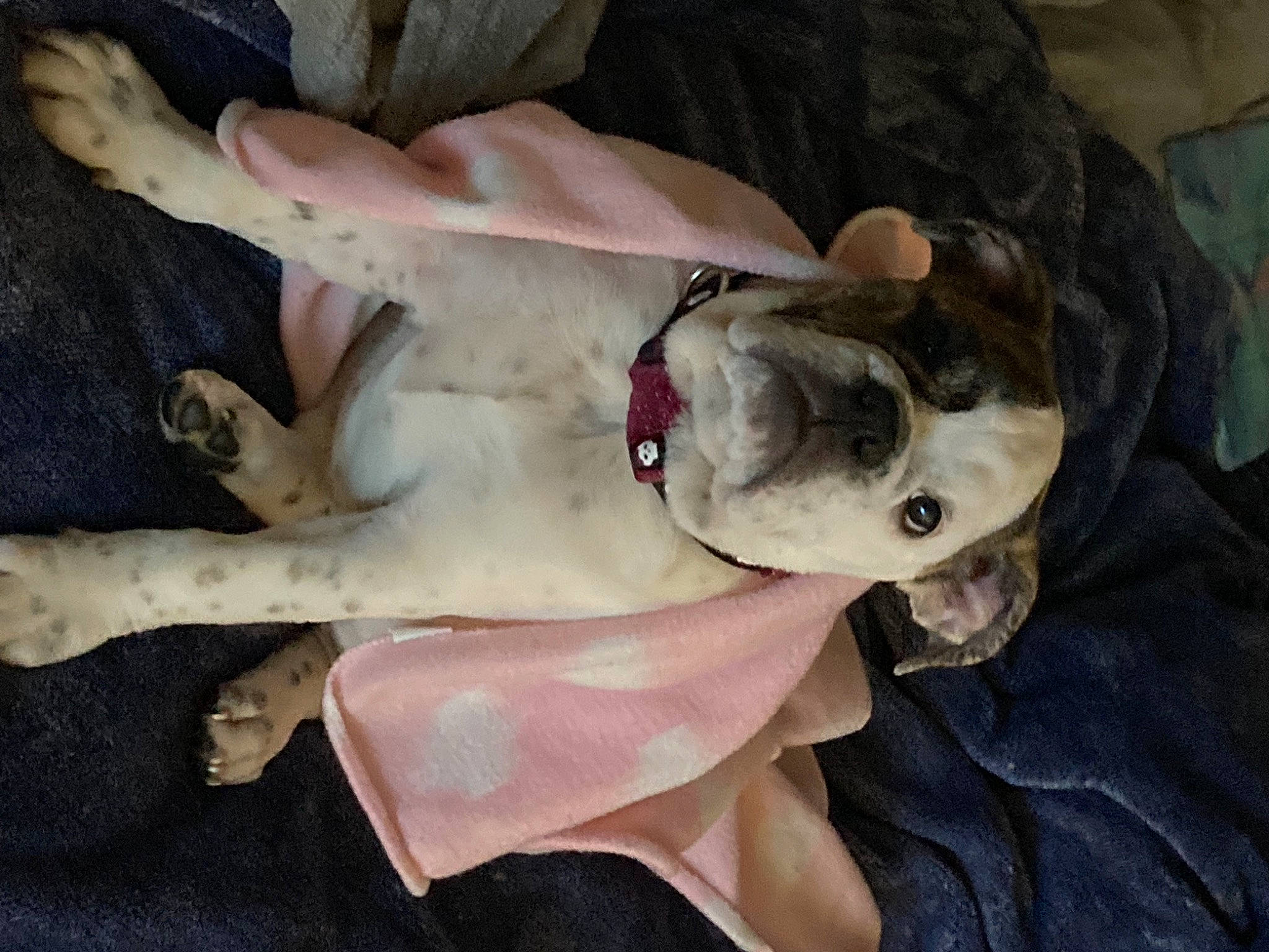 Daisy is registered to the contest to win money with this photo: canidae, carnivore, collar, comfort, companion_dog, dog, dog_breed, dog_clothes, dog_collar, dog_supply, ear, eyewear, fawn, fur, jaw, snout, sporting_group, toy_dog, whiskers, working_animal