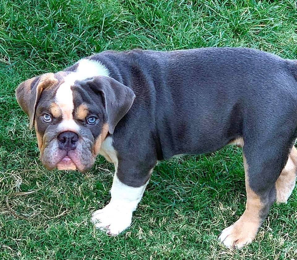 Captain Chunk joined the competition — help win amazing prizes! ancient_dog_breeds, bored, bulldog, canidae, carnivore, companion_dog, dog, dog_breed, fawn, grass, molosser, plant, snout, sporting_group, terrestrial_animal, toy_dog, whiskers, working_animal, working_dog, wrinkle