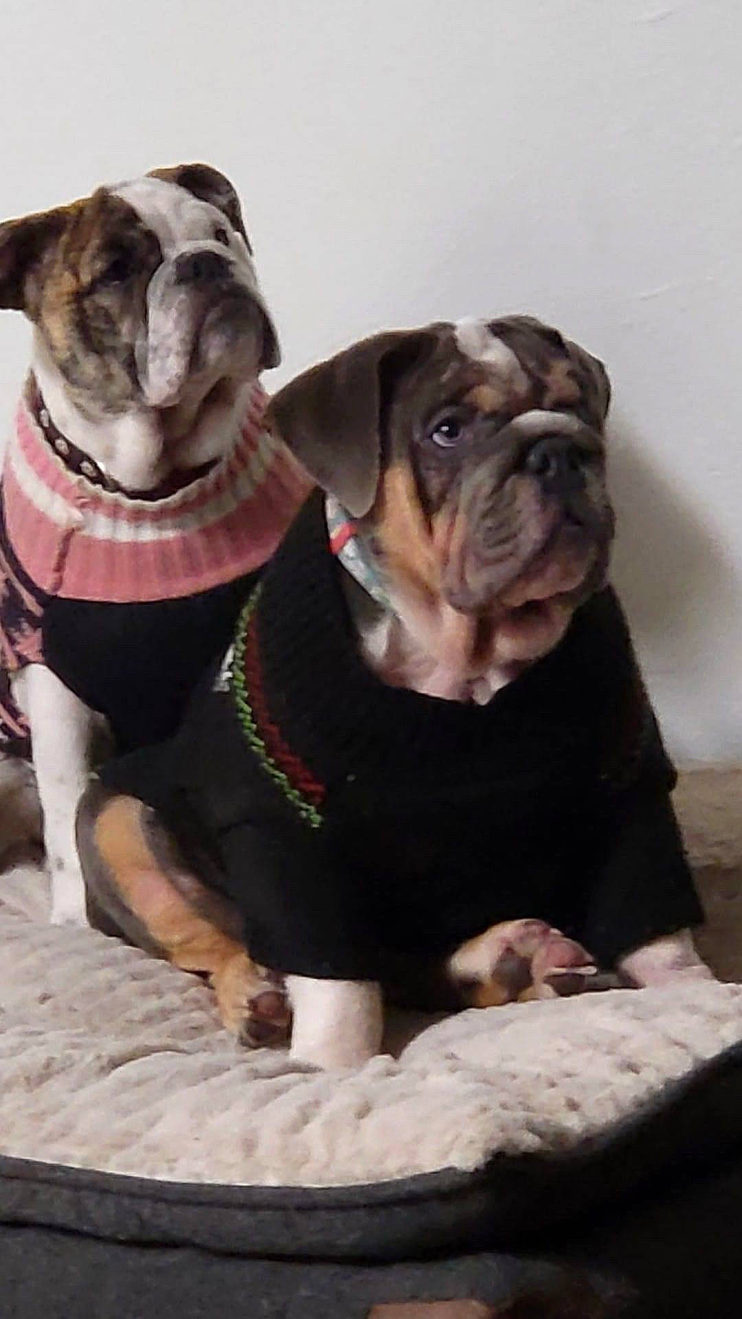 Captain Chunk joined the competition — help win amazing prizes! bulldog, canidae, carnivore, collar, comfort, companion_dog, dog, dog_breed, dog_collar, dog_supply, fawn, leash, liver, molosser, snout, sporting_group, toy_dog, working_animal, working_dog, wrinkle