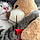 Le Chat