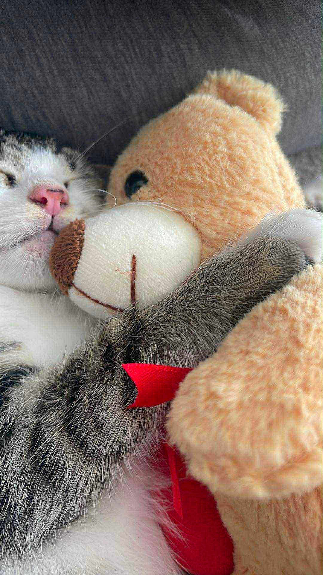 Le Chat participe au concours pour gagner de l'argent avec cette photo : cat, teddy_bear, hugging, cozy, soft, cute, sleeping, animal, pet, furry, close_up, indoor, comfort, adorable, pink_nose, gray_fur, stuffed_toy, relaxed, friendship, snuggle