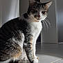abyssinian, animal, cat, hardwood, kitten, manx, pet, plywood, siamese, wood