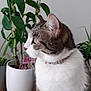 abyssinian, animal, cat, cookware, flower, flowerarrangement, hardwood, ikebana, jar, kitten, leaf, manx, pet, plant, planter, pot, pottedplant, pottery, vase, wood