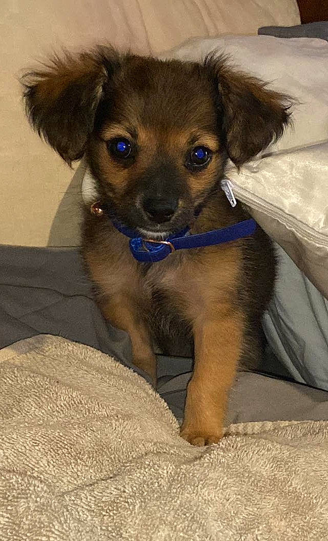 Taz joined the competition — help win amazing prizes! canidae, carnivore, comfort, companion_dog, dog, dog_breed, dog_supply, fawn, fur, liver, paw, snout, sporting_group, terrestrial_animal, toy_dog, whiskers, working_animal