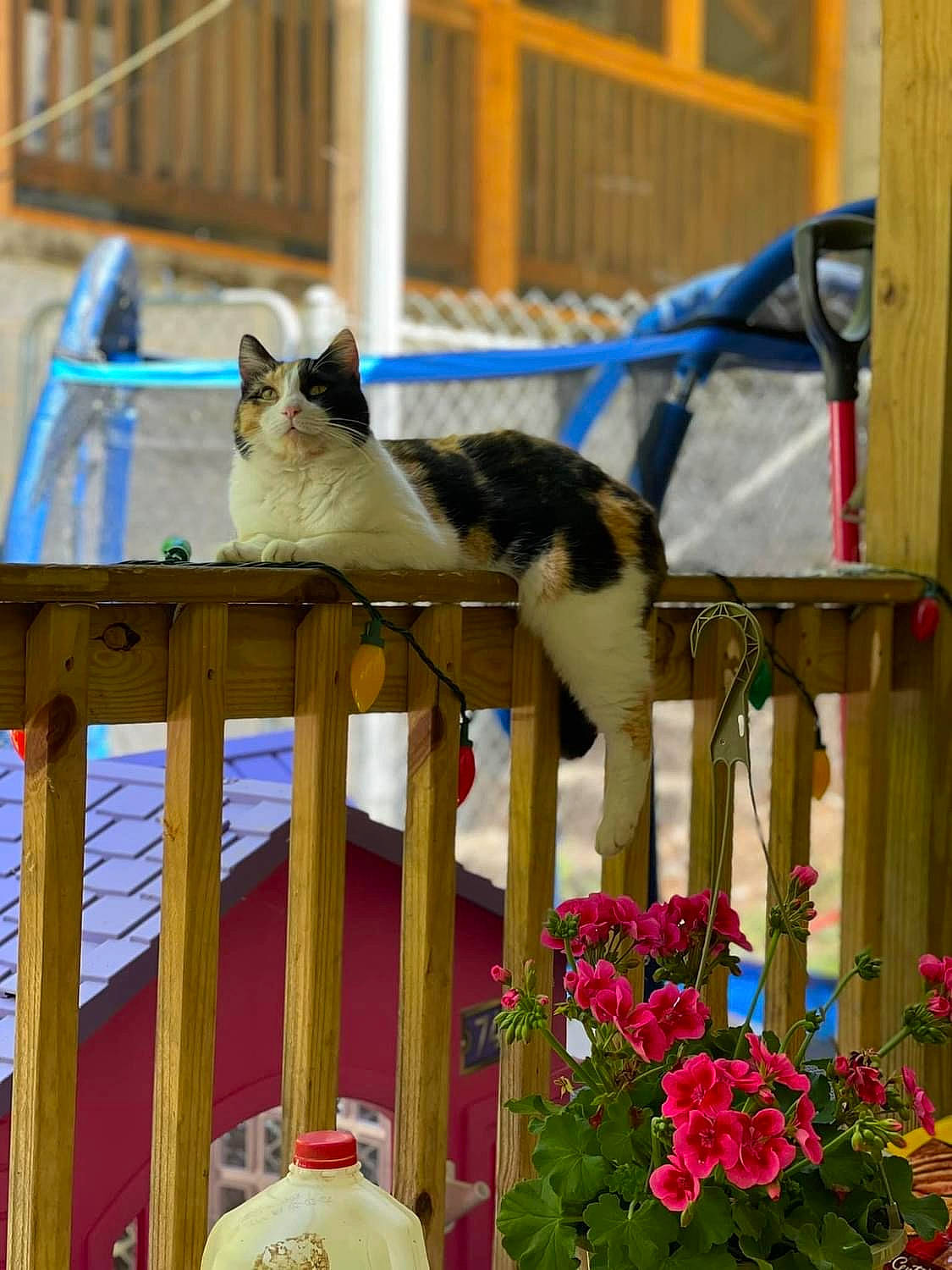 Cloe is registered to the contest to win money with this photo: annual_plant, blue, carnivore, cat, domestic_short_haired_cat, felidae, flower, fur, grass, leisure, petal, plant, porch, small_to_medium_sized_cats, tail, whiskers, wood