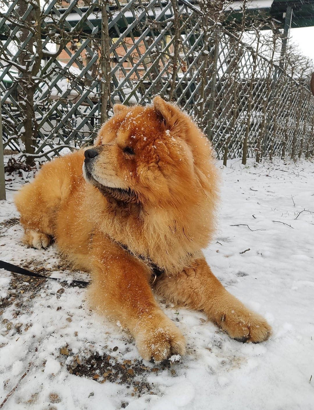 Liam participe au concours pour gagner de l'argent avec cette photo : big_cats, canidae, carnivore, companion_dog, dog, dog_breed, fawn, felidae, fence, fur, lion, liver, masai_lion, mesh, snow, sporting_group, tail, terrestrial_animal, wildlife, winter