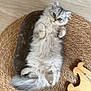 cat, kitten, fluffy, lying_down, woven_mat, wooden_toy, indoor, pet, cute, gray, fur, small, relaxed, playful, animal, green_eyes, paws, floor, cozy, curious