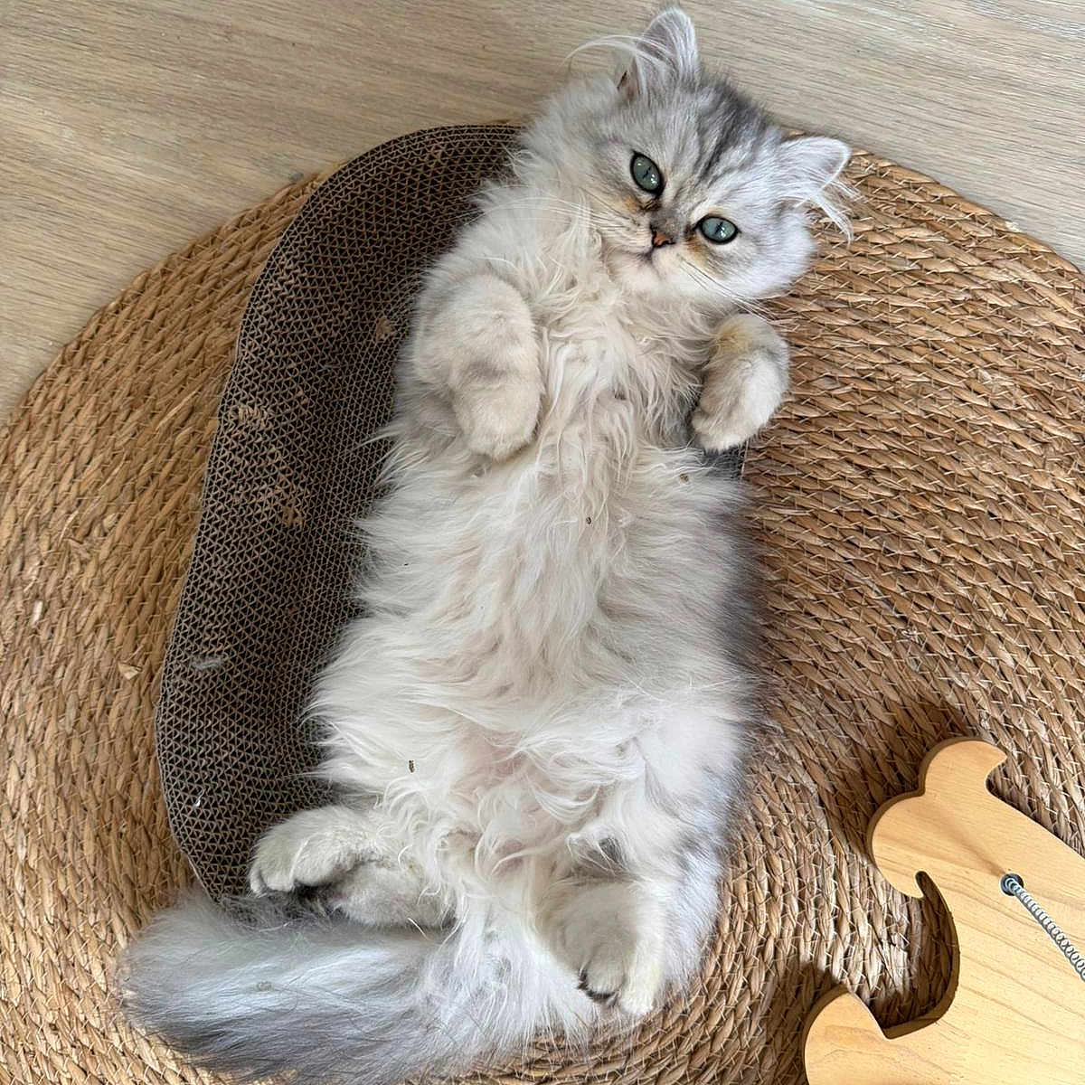 Milo participe au concours pour gagner de l'argent avec cette photo : animal, cat, cozy, curious, cute, floor, fluffy, fur, gray, green_eyes, indoor, kitten, lying_down, paws, pet, playful, relaxed, small, wooden_toy, woven_mat
