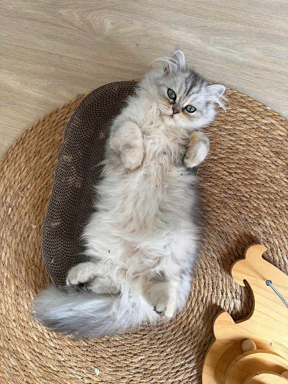 Milo participe au concours pour gagner de l'argent avec cette photo : cat, kitten, fluffy, lying_down, woven_mat, wooden_toy, indoor, pet, cute, gray, fur, small, relaxed, playful, animal, green_eyes, paws, floor, cozy, curious