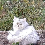 Izzy participe au concours pour gagner de l'argent avec cette photo : angora, animal, canine, cat, dog, fox, head, kitten, lynx, manx, person, pet, siamese, whitedog