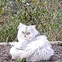 angora, animal, canine, cat, dog, fox, head, kitten, lynx, manx, person, pet, siamese, whitedog