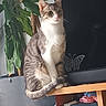 Murphy participe au concours pour gagner de l'argent avec cette photo : animal, butterfly, cat, cute, desk, furniture, houseplant, indoor, kitten, laptop, pet, photography, pink_nose, portrait, sitting, tabby, tail, whiskers, white_fur, wide_eyes