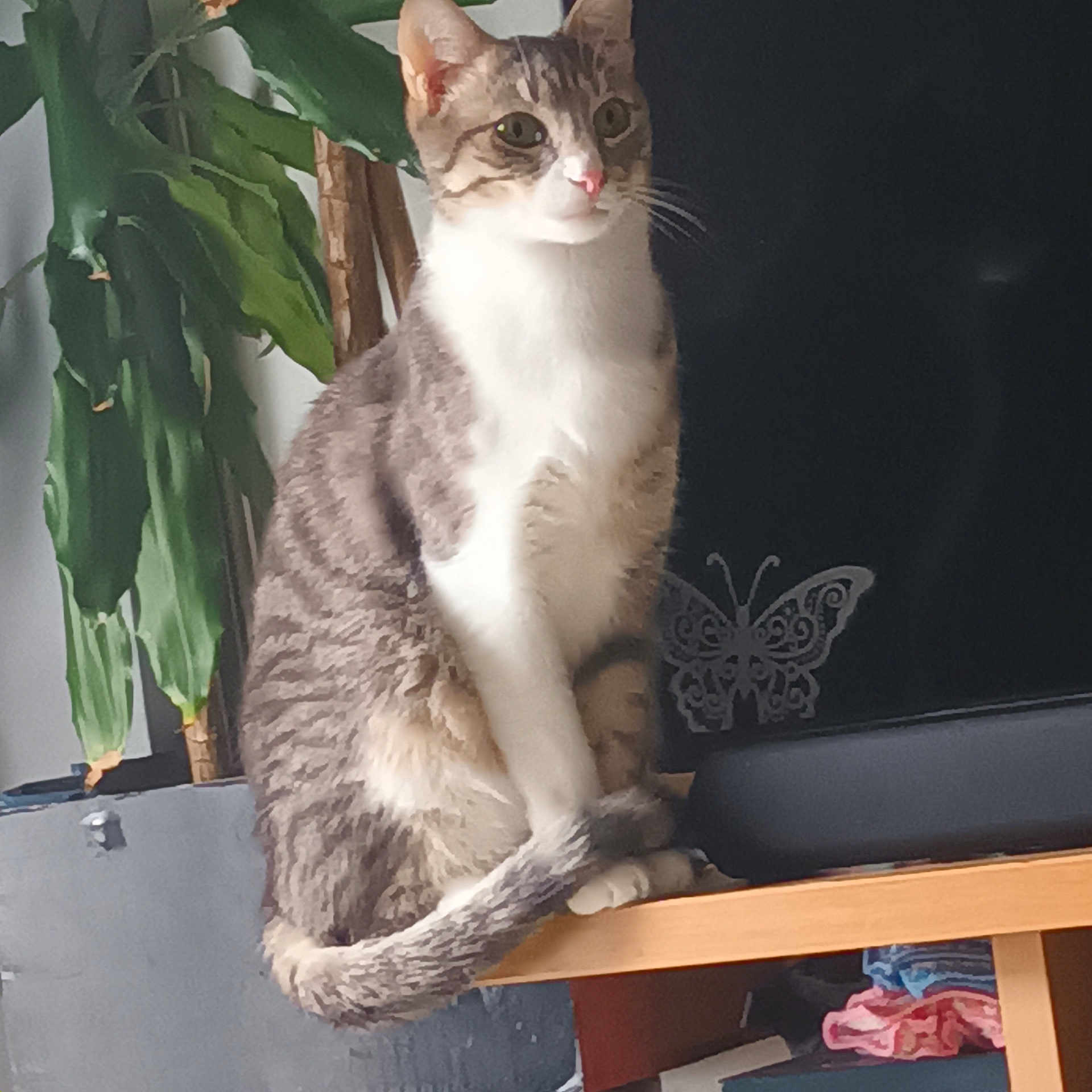 Murphy