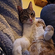 Murphy participe au concours pour gagner de l'argent avec cette photo : cat, tabby_cat, white_cat, pet, animal, sleepy, relaxed, squinting, whiskers, pink_nose, paw, fur, cozy, blanket, couch, indoors, portrait, close_up,  lounging, cute