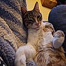 cat, tabby_cat, white_cat, pet, animal, sleepy, relaxed, squinting, whiskers, pink_nose, paw, fur, cozy, blanket, couch, indoors, portrait, close_up,  lounging, cute