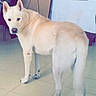 alert, animal, canine, chair, cream_coat, dog, domestic_animal, fluffy, full_body, furniture, home, indoors, looking_at_camera, pet, portrait, standing, table, tile_floor, upright_ears, white_dog