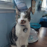 Nibbles is registered to the contest to win money with this photo: cat, tabby_cat, pet, feline, green_eyes, white_fur, collar, pendant, table, wood_table, indoor, window, curtain, basket, covered_bowl, whiskers, ears, sitting, portrait, home_interior