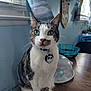 cat, tabby_cat, pet, feline, green_eyes, white_fur, collar, pendant, table, wood_table, indoor, window, curtain, basket, covered_bowl, whiskers, ears, sitting, portrait, home_interior