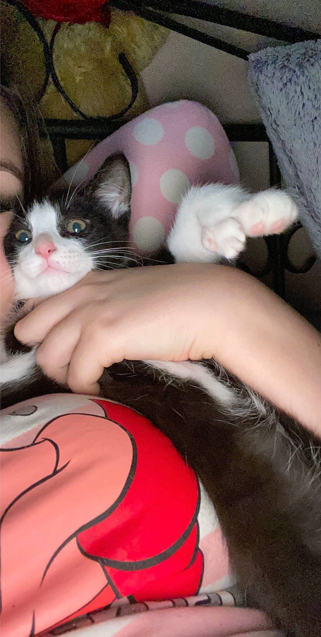 Puffy is registered to the contest to win money with this photo: black_hair, carnivore, cat, ear, eye, fawn, felidae, kitten, leg, skin, small_to_medium_sized_cats, tail, whiskers