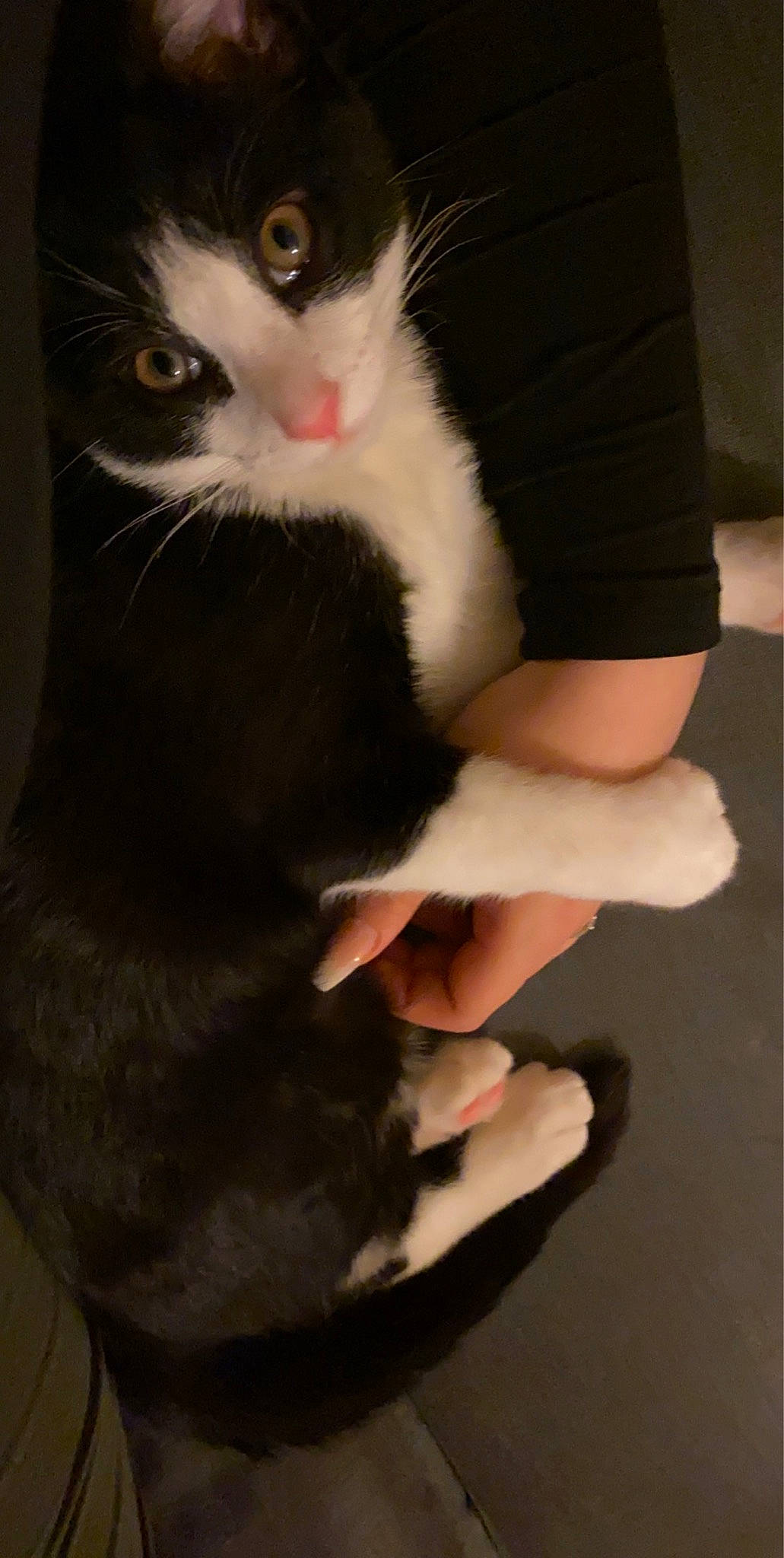 Puffy joined the competition — help win amazing prizes! american_wirehair, black, black_cat, carnivore, cat, claw, domestic_short_haired_cat, european_shorthair, eye, felidae, fur, hand, leg, nail, paw, polydactyl_cat, small_to_medium_sized_cats, snout, tail, whiskers