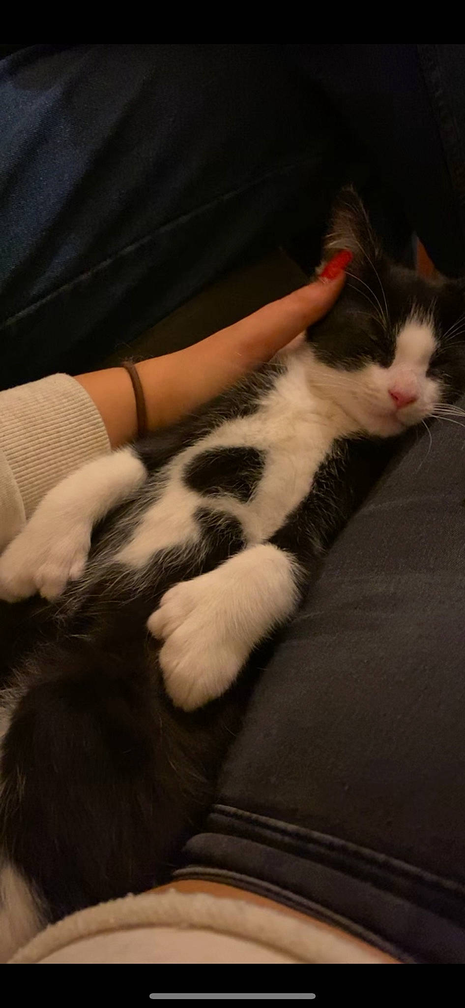 Puffy is registered to the contest to win money with this photo: american_wirehair, carnivore, cat, claw, domestic_short_haired_cat, ear, eye, felidae, fur, kitten, leg, paw, polydactyl_cat, small_to_medium_sized_cats, tail, whiskers