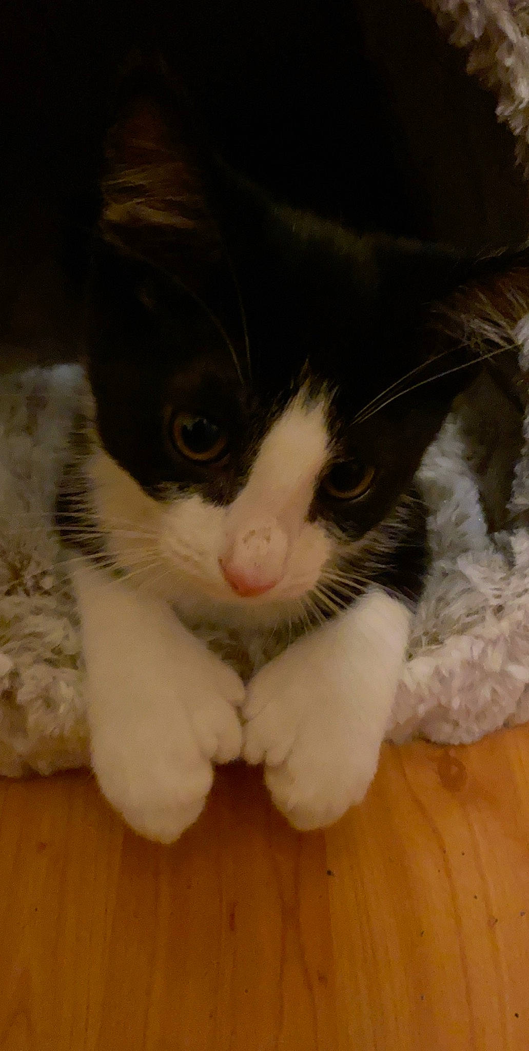 Puffy joined the competition — help win amazing prizes! aegean_cat, american_wirehair, carnivore, cat, domestic_short_haired_cat, eye, felidae, fur, kitten, norwegian_forest_cat, nose, paw, polydactyl_cat, small_to_medium_sized_cats, snout, whiskers