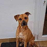 Raya participe au concours pour gagner de l'argent avec cette photo : dog, tan_dog, sitting, indoor, mat, white_wall, tile_floor, pet, canine, looking, attentive, ears, tail, short_hair, domestic_animal, companion, friendly, animal, portrait, floor