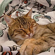 Chipie a rejoint le concours — aidez-le/la à gagner de superbes lots ! cat, tabby, sleeping, pet, animal, feline, whiskers, ears, closeup, blanket, pattern, floral, comfort, relaxed, paw, fur, domestic, cute, nap, cozy
