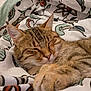 cat, tabby, sleeping, pet, animal, feline, whiskers, ears, closeup, blanket, pattern, floral, comfort, relaxed, paw, fur, domestic, cute, nap, cozy
