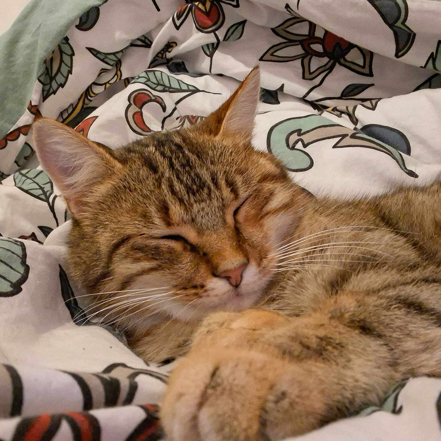 Chipie a rejoint le concours — aidez-le/la à gagner de superbes lots ! animal, blanket, cat, closeup, comfort, cozy, cute, domestic, ears, feline, floral, fur, nap, pattern, paw, pet, relaxed, sleeping, tabby, whiskers