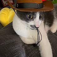 Remo is registered to the contest to win money with this photo: cat, gray_and_white, cowboy_hat, pet, indoor, feline, animal, curious, couch, resting, wide_eyes, hat, costume, cute, domestic_cat, whiskers, fur, close_up, portrait, relaxed