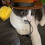cat, gray_and_white, cowboy_hat, pet, indoor, feline, animal, curious, couch, resting, wide_eyes, hat, costume, cute, domestic_cat, whiskers, fur, close_up, portrait, relaxed