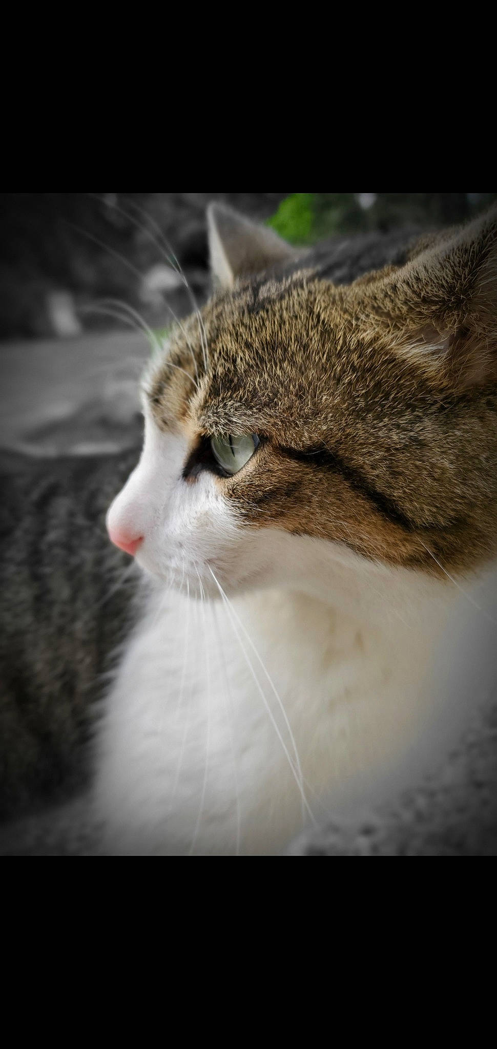 Dasher joined the competition — help win amazing prizes! carnivore, cat, darkness, domestic_short_haired_cat, eye, felidae, fur, grass, head, human_body, plant, small_to_medium_sized_cats, snout, terrestrial_animal, tree, whiskers, wildlife, wood