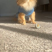 Damon joined the competition — help win amazing prizes! dog, fluffy, blue_outfit, toy_ball, carpet, sunlight, indoor, pet, small_dog, furniture, chair, shadow, warm_light, cute, animal, domestic, companion, portrait, sitting, cozy
