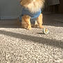 dog, fluffy, blue_outfit, toy_ball, carpet, sunlight, indoor, pet, small_dog, furniture, chair, shadow, warm_light, cute, animal, domestic, companion, portrait, sitting, cozy
