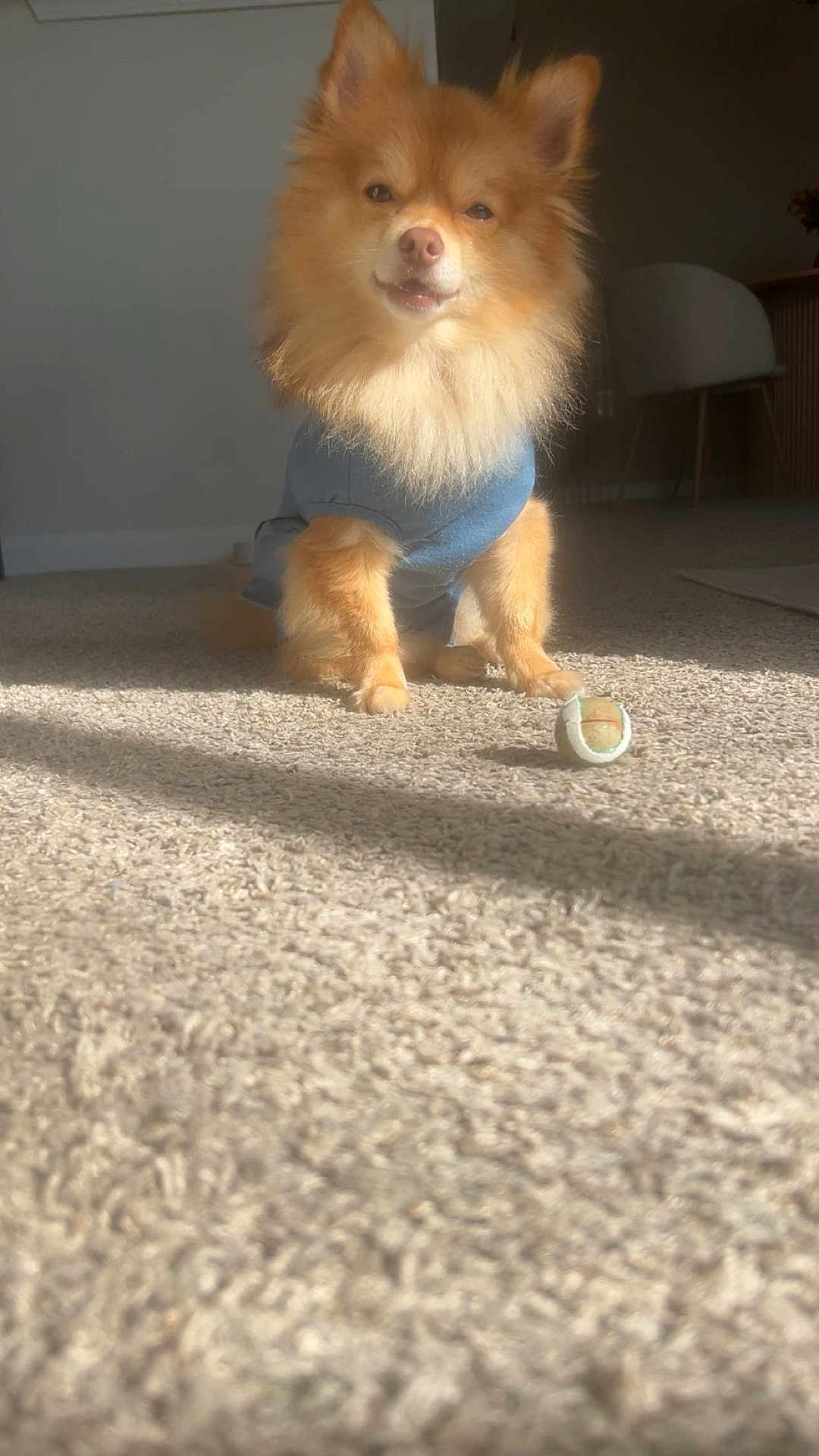 Damon joined the competition — help win amazing prizes! dog, fluffy, blue_outfit, toy_ball, carpet, sunlight, indoor, pet, small_dog, furniture, chair, shadow, warm_light, cute, animal, domestic, companion, portrait, sitting, cozy