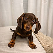 Bonnie a rejoint le concours — aidez-le/la à gagner de superbes lots ! puppy, dog, dachshund, brown, cute, pet, animal, ears, eyes, fur, indoor, blanket, soft, texture, couch, furniture, curious, portrait, young, adorable