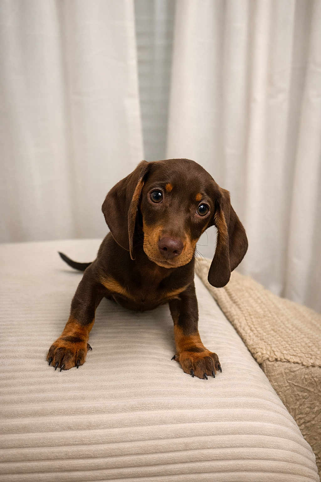 Bonnie a rejoint le concours — aidez-le/la à gagner de superbes lots ! puppy, dog, dachshund, brown, cute, pet, animal, ears, eyes, fur, indoor, blanket, soft, texture, couch, furniture, curious, portrait, young, adorable