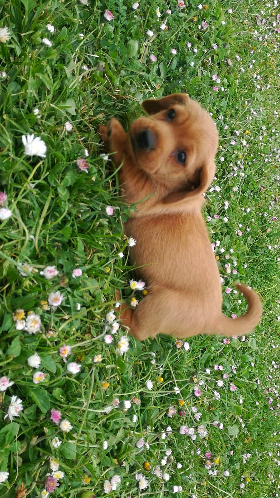 Thanos a rejoint le concours — aidez-le/la à gagner de superbes lots ! annual_plant, carnivore, companion_dog, dog, dog_breed, fawn, flower, grass, groundcover, herb, liver, people_in_nature, petal, plant, snout, tail, terrestrial_animal, whiskers, wildlife, working_animal