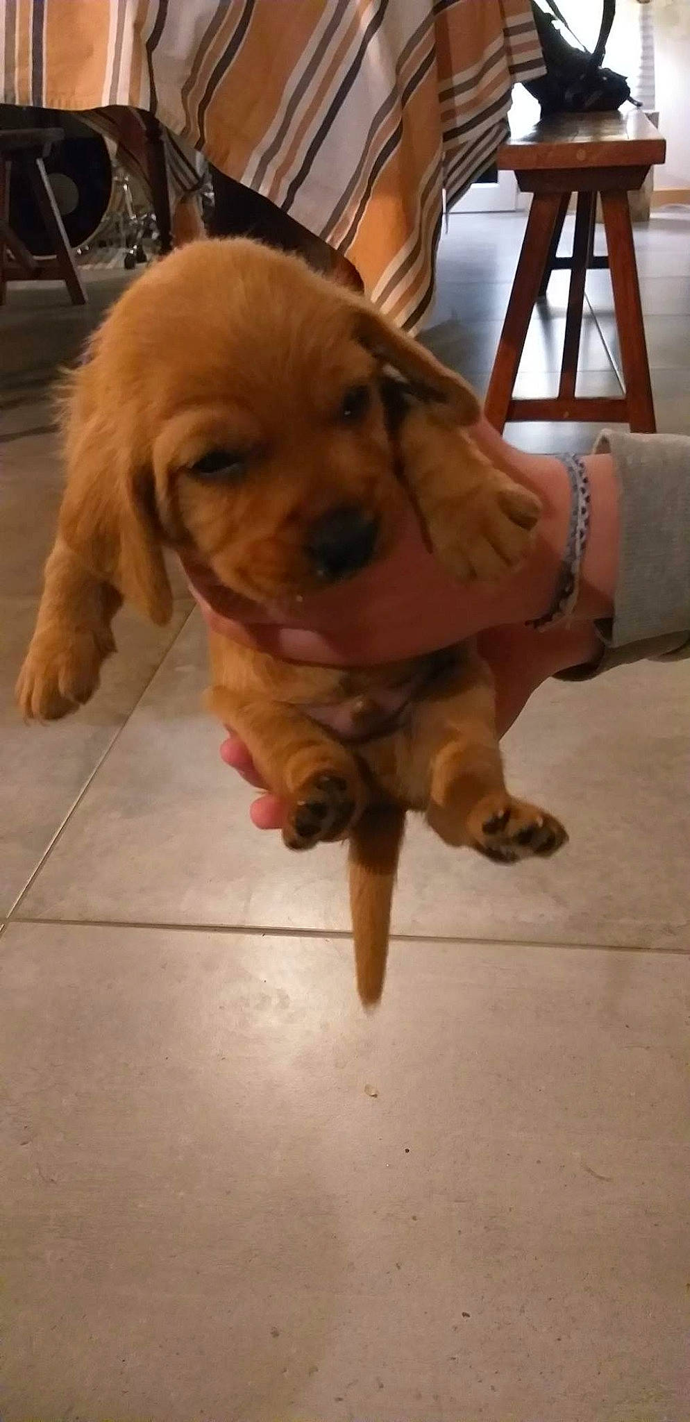 Thanos participe au concours pour gagner de l'argent avec cette photo : canidae, carnivore, chair, companion_dog, dog, dog_breed, dog_supply, fawn, floor, flooring, fur, hardwood, liver, paw, pet_supply, snout, sporting_group, tail, wood, working_animal