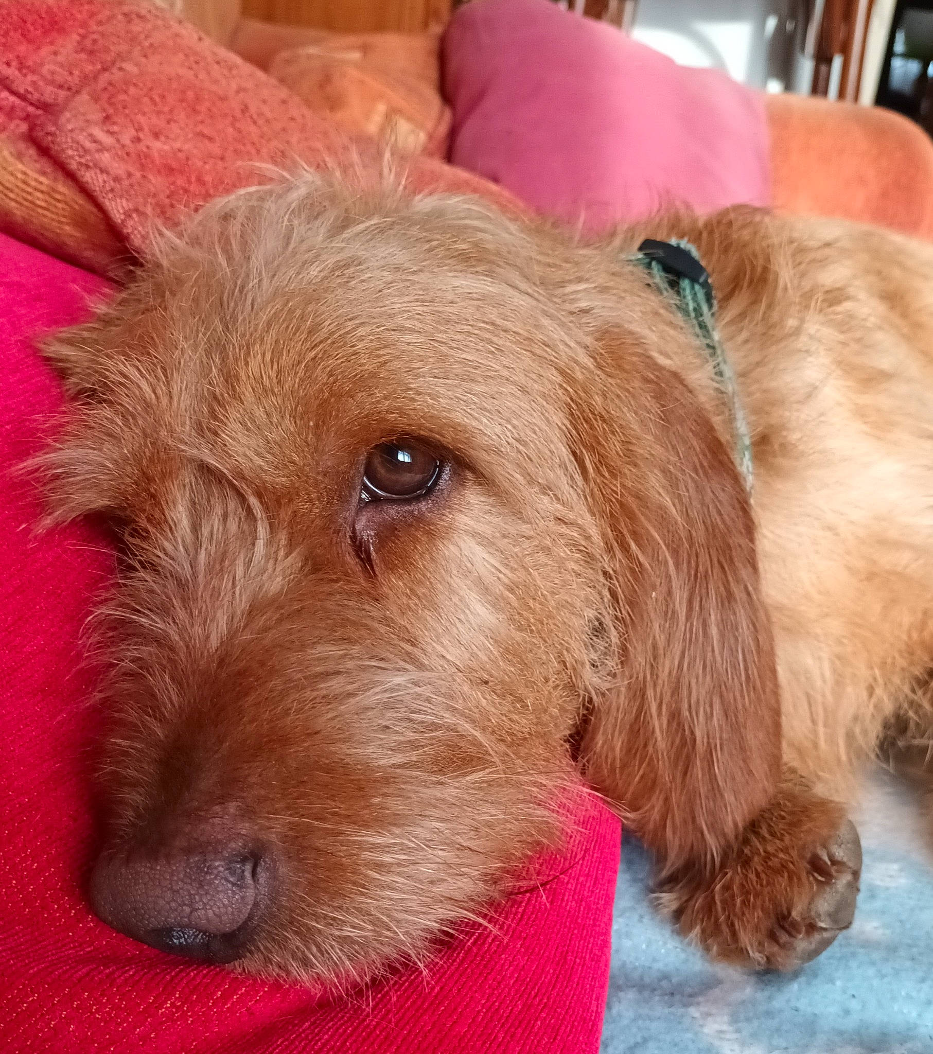 Thanos a rejoint le concours — aidez-le/la à gagner de superbes lots ! canidae, carnivore, collar, companion_dog, dog, dog_breed, dog_collar, dog_supply, ear, fawn, fur, irish_terrier, liver, pet_supply, snout, sporting_group, terrier, whiskers, working_animal, working_terrier