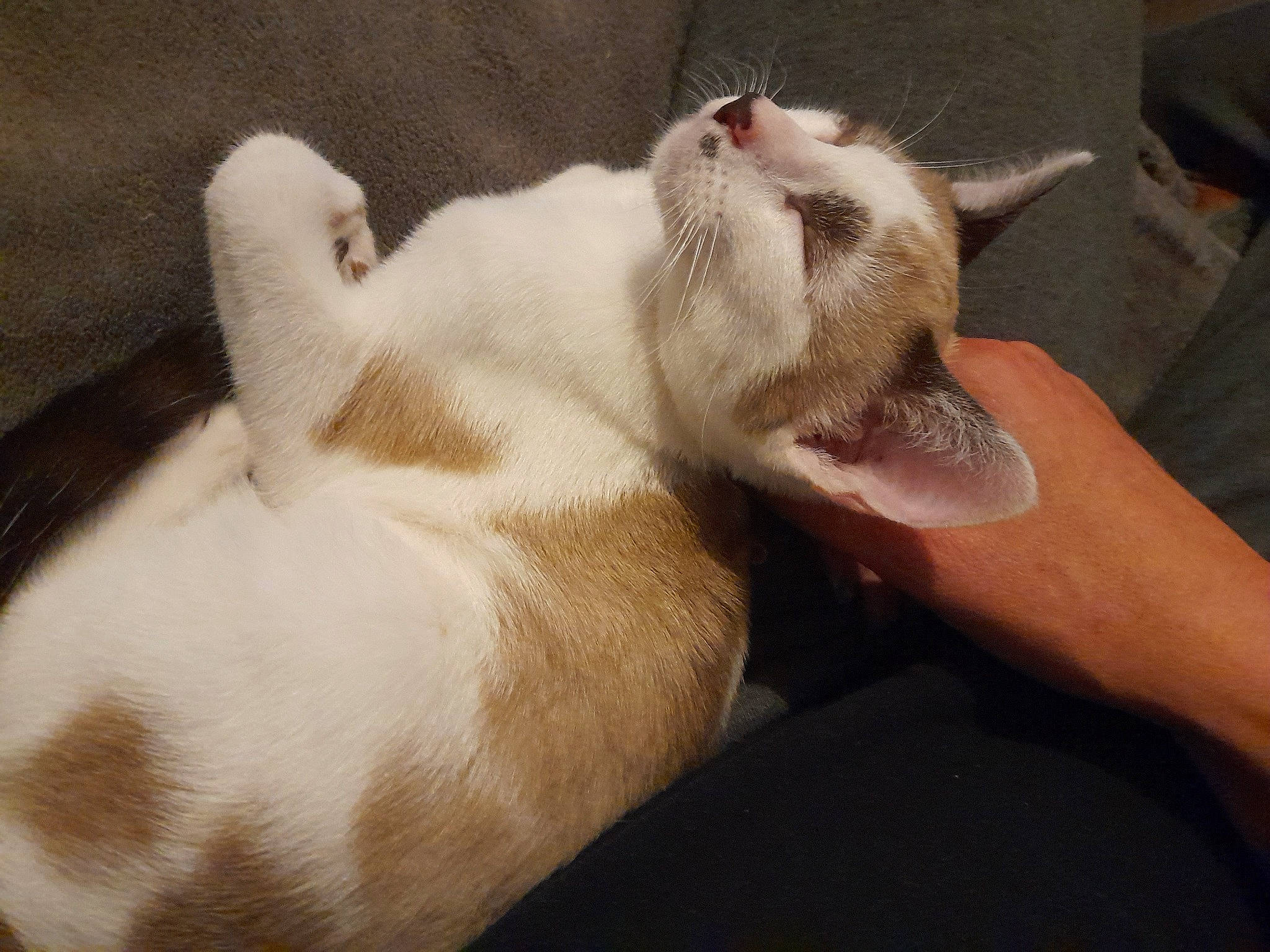 Tyhia a rejoint le concours — aidez-le/la à gagner de superbes lots ! canidae, carnivore, cat, claw, comfort, companion_dog, dog_breed, domestic_short_haired_cat, ear, fawn, felidae, fur, nail, nap, paw, small_to_medium_sized_cats, snout, tail, terrestrial_animal, whiskers