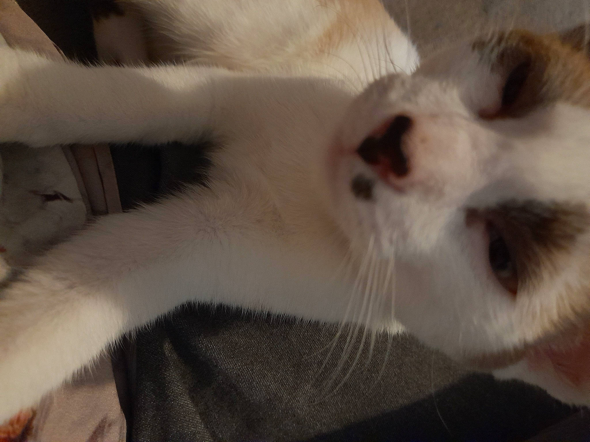 Tyhia a rejoint le concours — aidez-le/la à gagner de superbes lots ! balinese, carnivore, cat, claw, comfort, domestic_short_haired_cat, ear, fawn, felidae, fur, paw, small_to_medium_sized_cats, snout, tail, terrestrial_animal, thai, whiskers