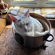 Nova is registered to the contest to win money with this photo: cat, white_cat, pot, kitchen_countertop, window, daylight, plaid_cloth, santa_figurine, indoor, pet, relaxed, feline, domestic_animal, fur, ears, whiskers, metal_pot, cozy, resting, household