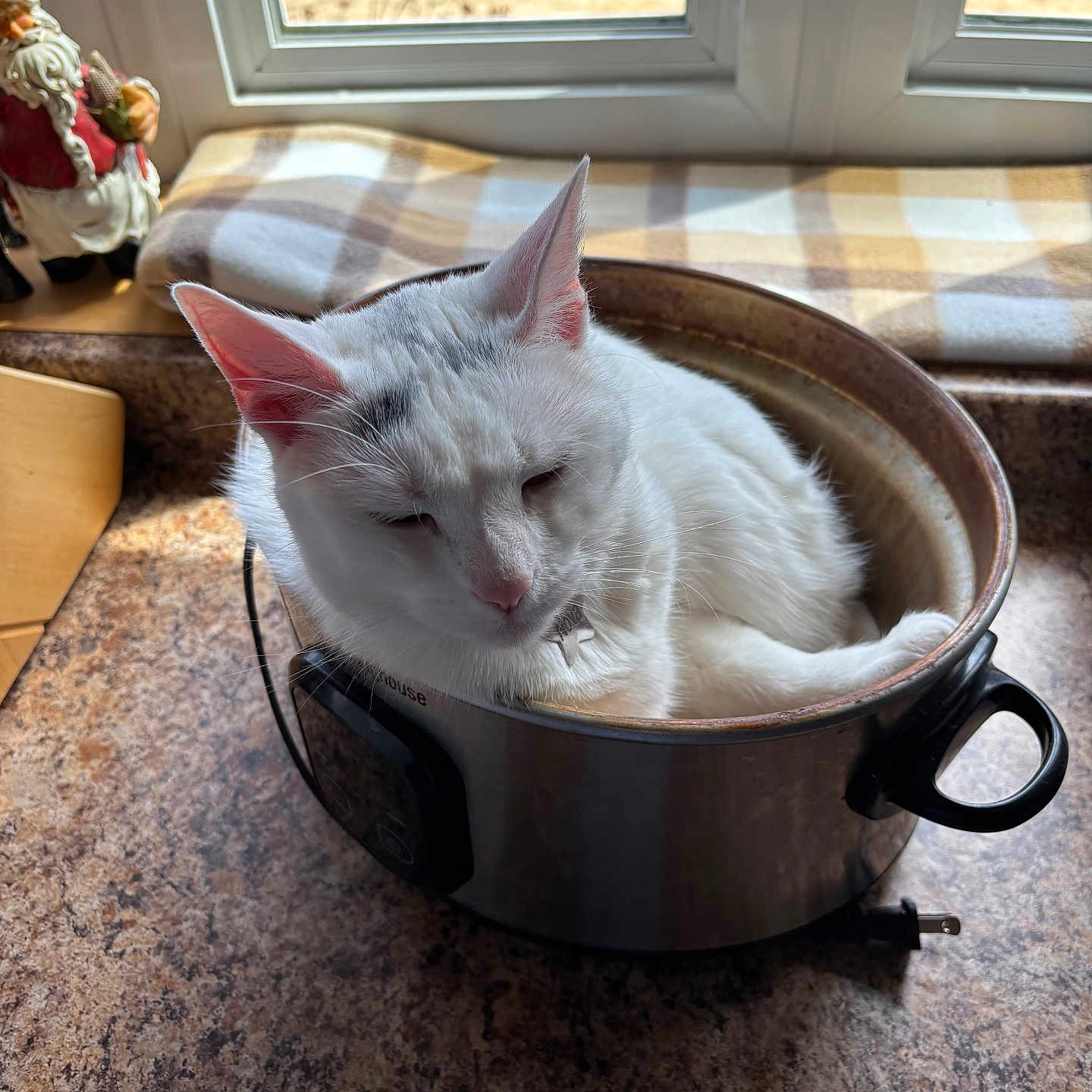 Nova is registered to the contest to win money with this photo: cat, cozy, daylight, domestic_animal, ears, feline, fur, household, indoor, kitchen_countertop, metal_pot, pet, plaid_cloth, pot, relaxed, resting, santa_figurine, whiskers, white_cat, window