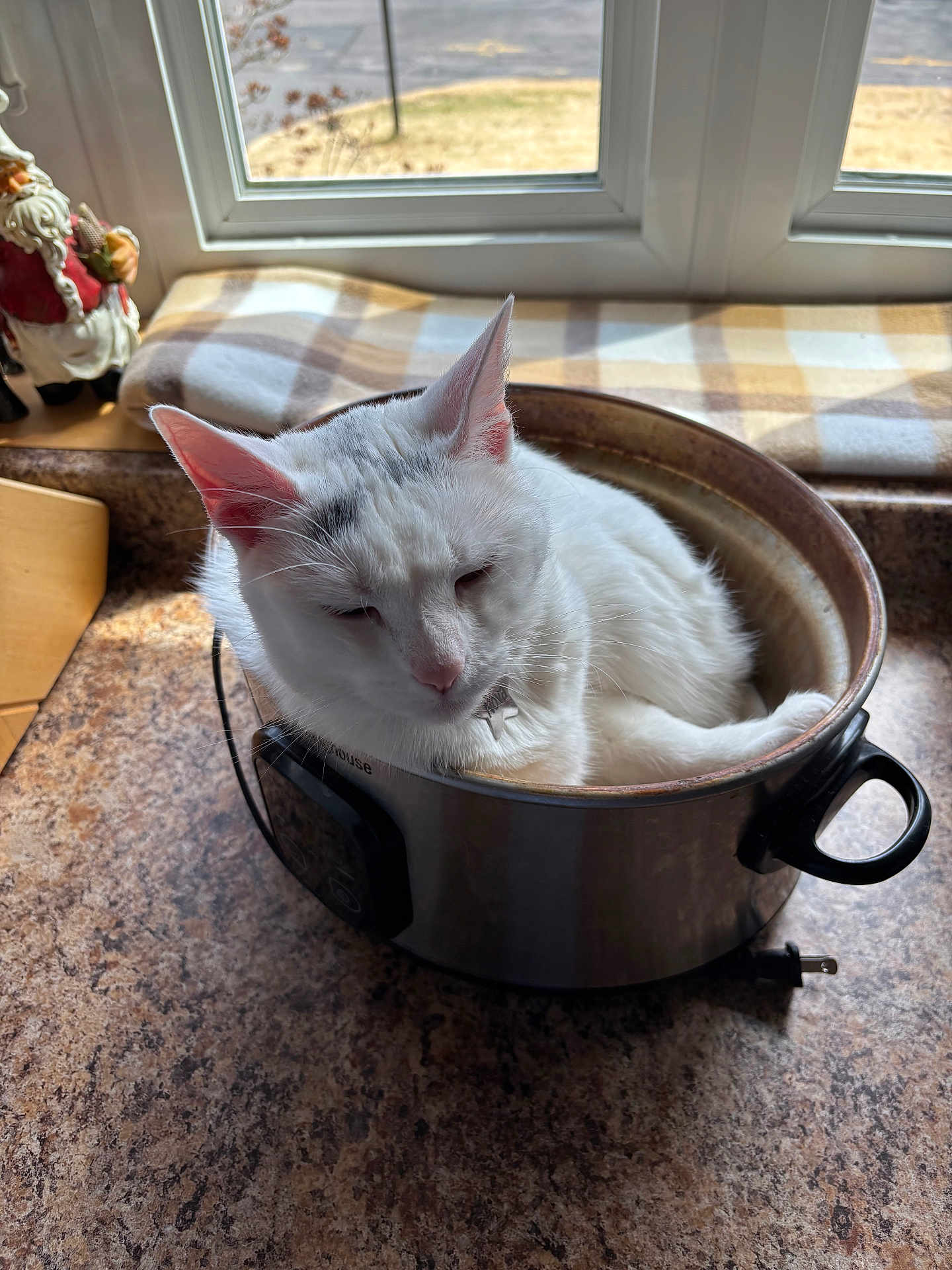 Nova is registered to the contest to win money with this photo: cat, white_cat, pot, kitchen_countertop, window, daylight, plaid_cloth, santa_figurine, indoor, pet, relaxed, feline, domestic_animal, fur, ears, whiskers, metal_pot, cozy, resting, household