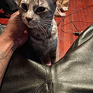 Cici is registered to the contest to win money with this photo: cat, gray_cat, pet, animal, feline, whiskers, large_eyes, ears, portrait, close_up, sitting, indoor, living_room, leather_couch, human_hand, petting, wood_floor, furniture, cables, dramatic_expression