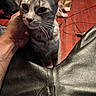 cat, gray_cat, pet, animal, feline, whiskers, large_eyes, ears, portrait, close_up, sitting, indoor, living_room, leather_couch, human_hand, petting, wood_floor, furniture, cables, dramatic_expression