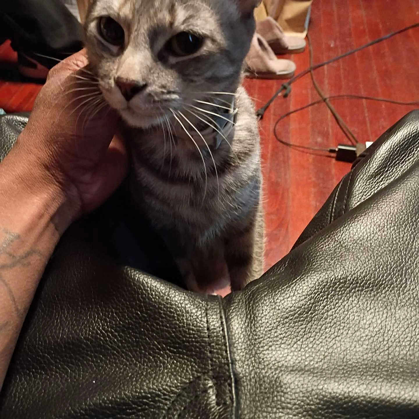 Cici is registered to the contest to win money with this photo: cat, gray_cat, pet, animal, feline, whiskers, large_eyes, ears, portrait, close_up, sitting, indoor, living_room, leather_couch, human_hand, petting, wood_floor, furniture, cables, dramatic_expression