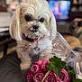 dog, flower_bouquet, roses, pink, white_dog, indoor, pet, collar, fur, living_room, blurred_background, plastic_wrap, table, couch, plant, close_up, curious, domestic_animal, house, decor